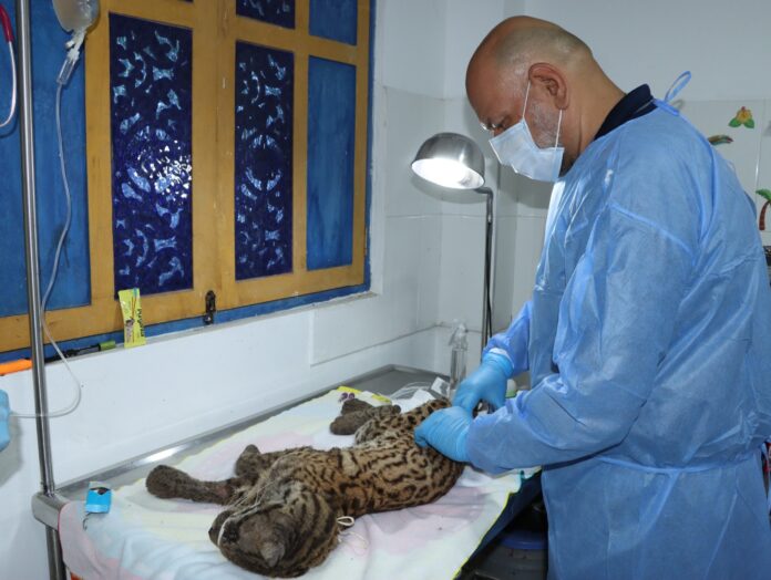 WhatsApp Image 2025-10-28 at 2.50.15 PM