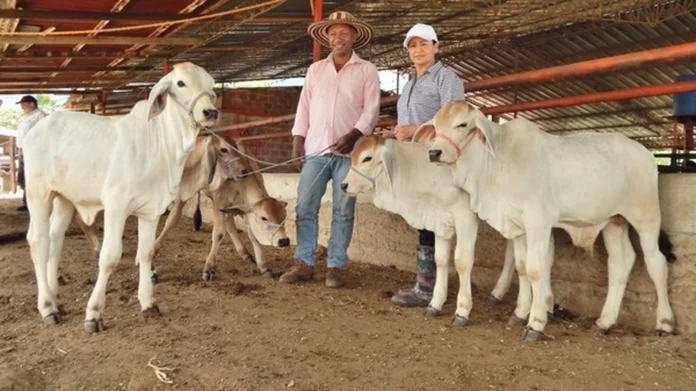 producción de leche en Huila