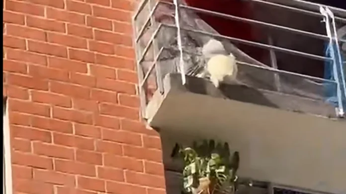 Sobrevivió a una caída